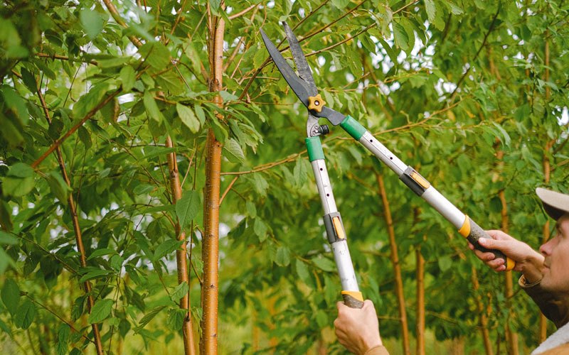 Tree trimming in Wauconda, IL